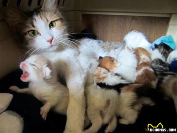 猫咪寿命有多长?这几个行为可以让猫咪多陪伴你几年