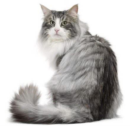 猫咪寿命有多长?这几个行为可以让猫咪多陪伴你几年