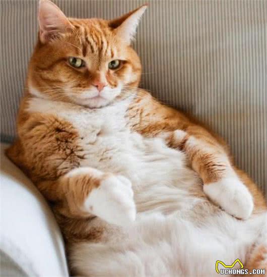猫咪寿命有多长?这几个行为可以让猫咪多陪伴你几年