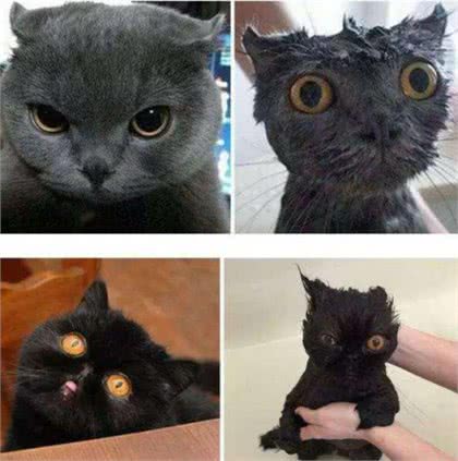 猫咪寿命有多长?这几个行为可以让猫咪多陪伴你几年