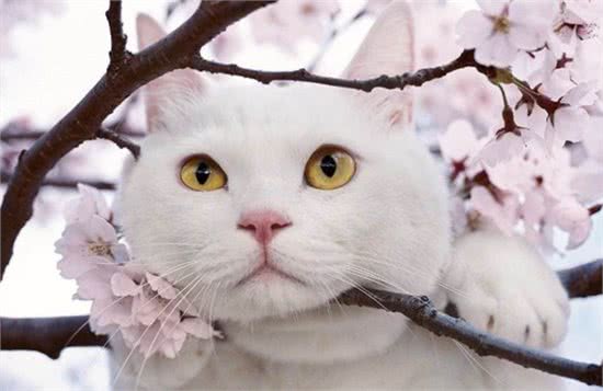 猫咪寿命有多长?这几个行为可以让猫咪多陪伴你几年