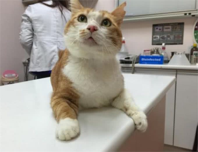 猫咪寿命有多长?这几个行为可以让猫咪多陪伴你几年