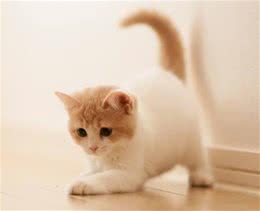 猫咪寿命有多长?这几个行为可以让猫咪多陪伴你几年
