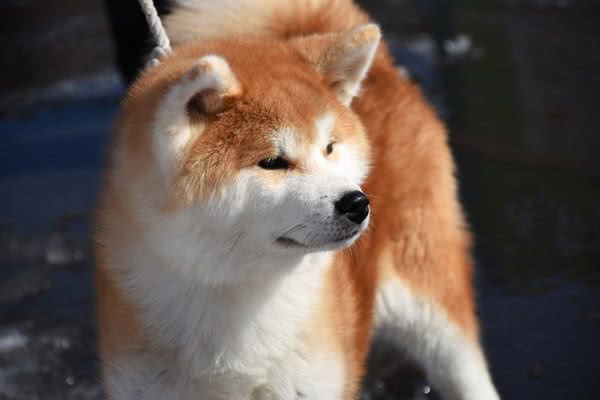 日本芝麻旅游:萌化了的日本犬