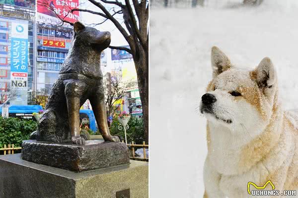 日本芝麻旅游:萌化了的日本犬