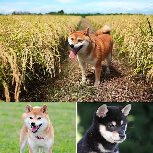 日本芝麻旅游:萌化了的日本犬