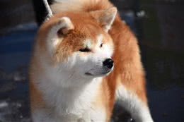 日本芝麻旅游：萌化了的日本犬