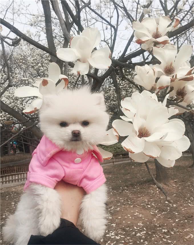 博美进家前必须要知道的三步