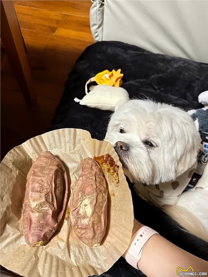 对狗狗来说,是人间美味的7种食物,很多人没喂过!