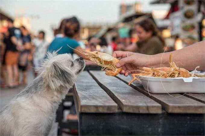 对狗狗来说,是人间美味的7种食物,很多人没喂过!