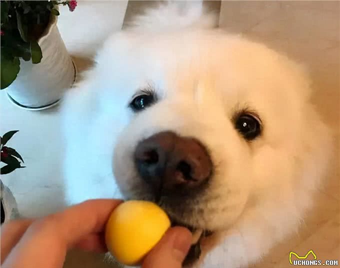 对狗狗来说,是人间美味的7种食物,很多人没喂过!