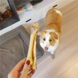 对狗狗来说，是人间美味的7种食物，很多人没喂过!