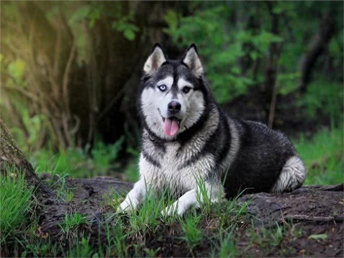 世界上最危险的十大犬种