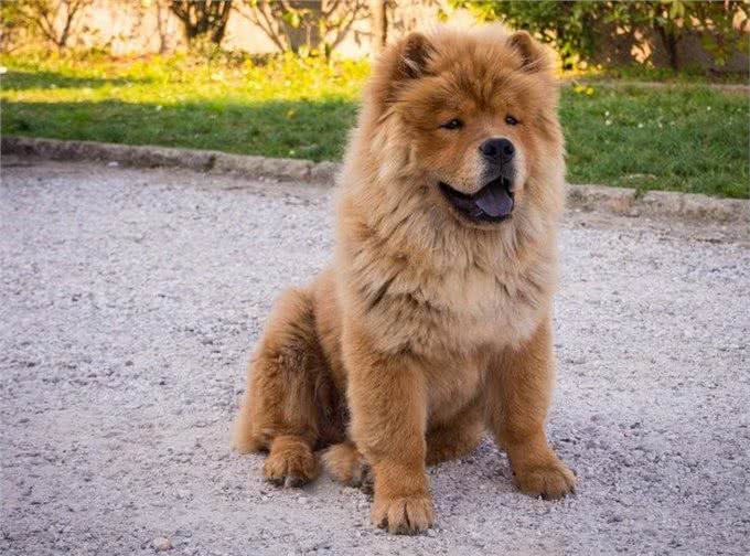 世界上最危险的十大犬种