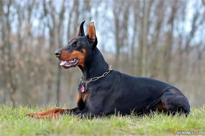 世界上最危险的十大犬种