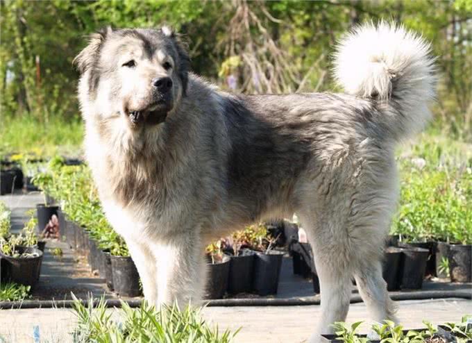 世界上最危险的十大犬种