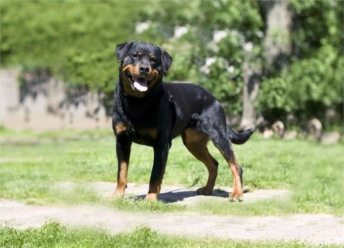 世界上最危险的十大犬种