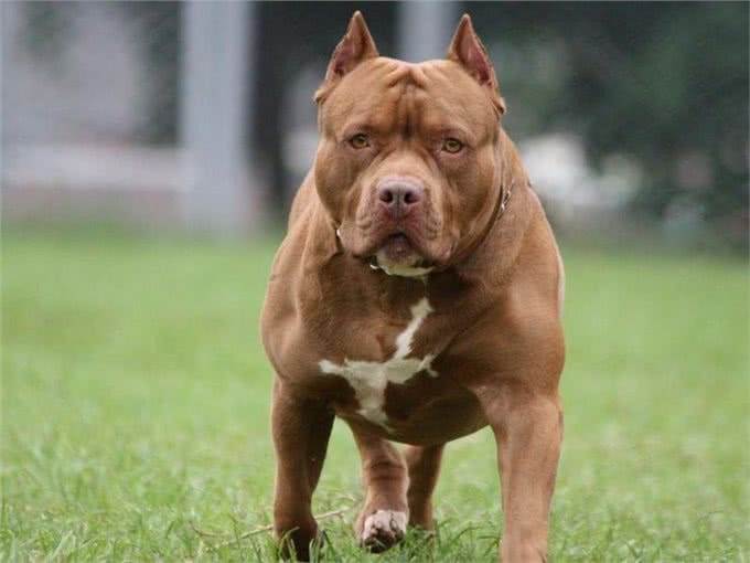 世界上最危险的十大犬种