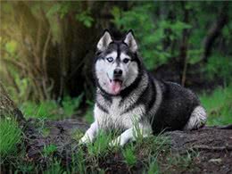 世界上最危险的十大犬种