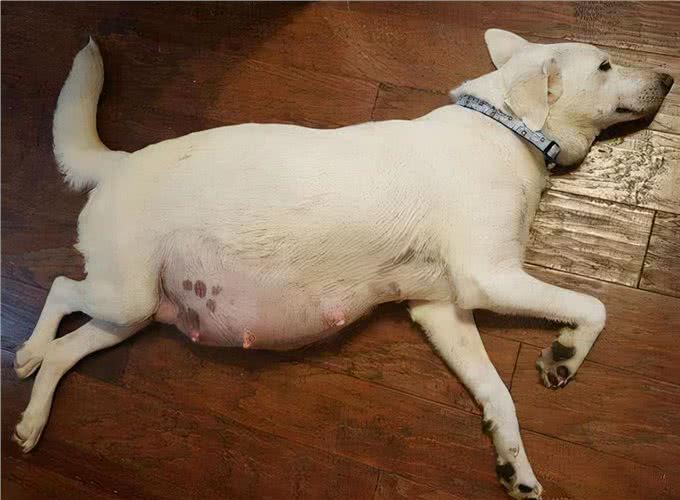 狗子们交配时，为何会如此难分难解?