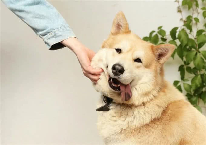 狗子们交配时，为何会如此难分难解?