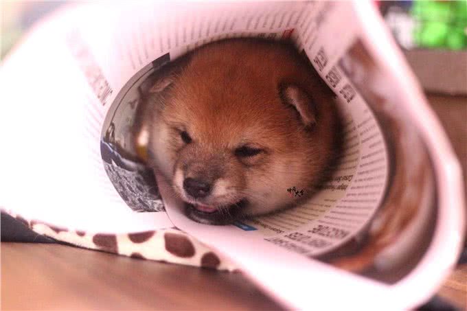 柴犬的一生:从出生到年老，柴犬各种表现及饲养知识详解