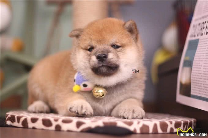 柴犬的一生:从出生到年老，柴犬各种表现及饲养知识详解