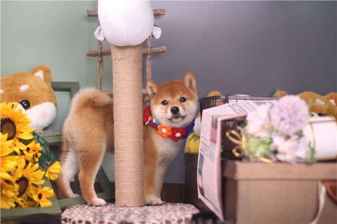 柴犬的一生:从出生到年老，柴犬各种表现及饲养知识详解