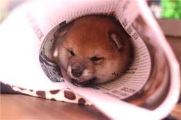 柴犬的一生:从出生到年老，柴犬各种表现及饲养知识详解