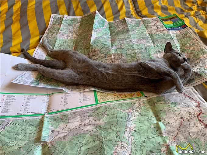 猫中贵族:关于俄罗斯蓝猫的5个事实