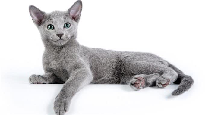 猫中贵族:关于俄罗斯蓝猫的5个事实