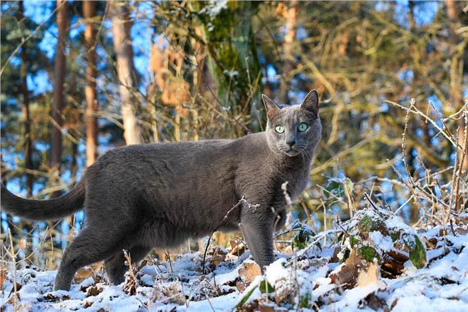 猫中贵族:关于俄罗斯蓝猫的5个事实