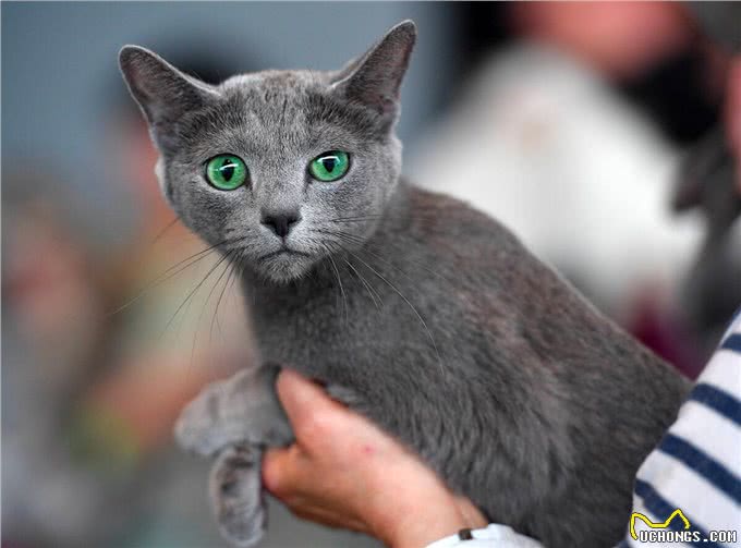 猫中贵族:关于俄罗斯蓝猫的5个事实