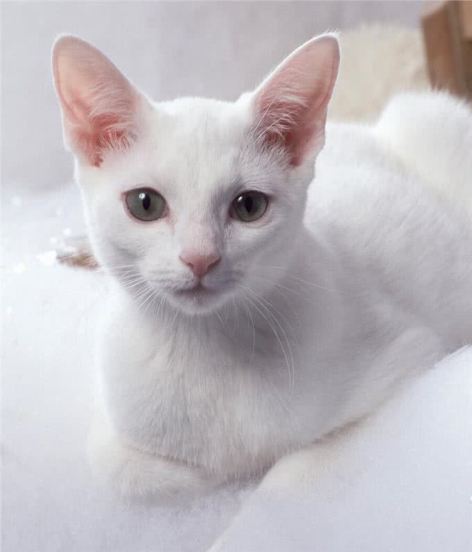 猫中贵族:关于俄罗斯蓝猫的5个事实