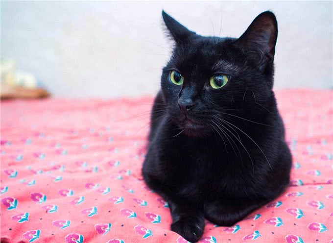 猫中贵族:关于俄罗斯蓝猫的5个事实