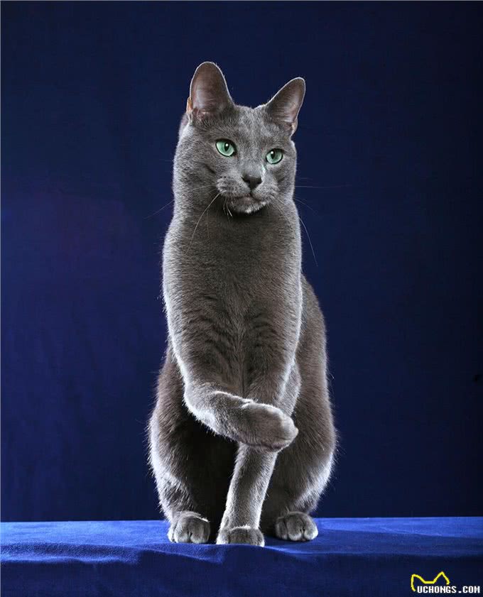 猫中贵族:关于俄罗斯蓝猫的5个事实