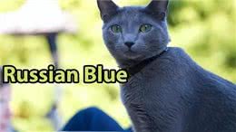 猫中贵族:关于俄罗斯蓝猫的5个事实