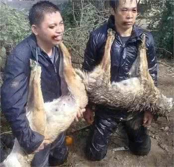 从资深狗贩子那里套出的偷狗贼的伎俩—早知道，好预防