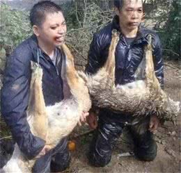 从资深狗贩子那里套出的偷狗贼的伎俩—早知道，好预防