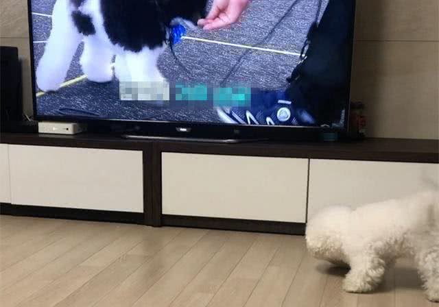 再不读幼儿园就晚啦!比熊看着电视开始自学，竟模仿得有模有样