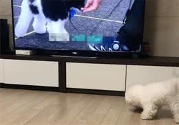 再不读幼儿园就晚啦!比熊看着电视开始自学，竟模仿得有模有样
