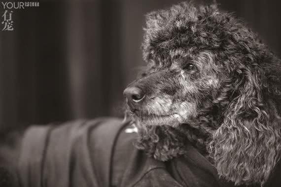 奥黛丽赫本牵着的才是真正的贵宾犬，而你养的叫泰日天