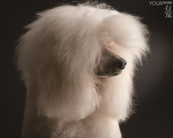 奥黛丽赫本牵着的才是真正的贵宾犬，而你养的叫泰日天