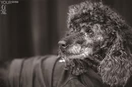 奥黛丽赫本牵着的才是真正的贵宾犬，而你养的叫泰日天