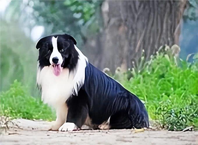 边境牧羊犬方方面面的知识