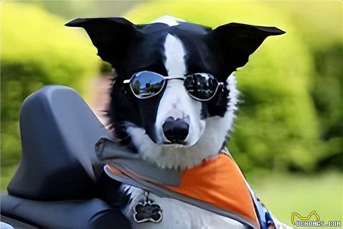 边境牧羊犬方方面面的知识