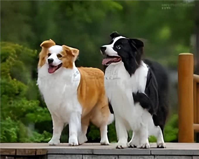 边境牧羊犬方方面面的知识