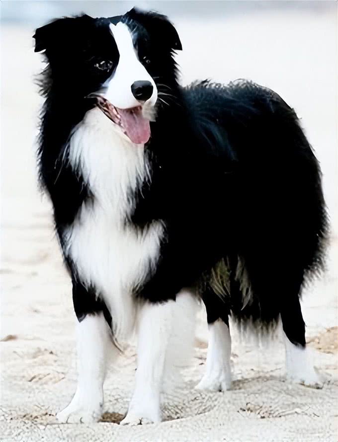 边境牧羊犬方方面面的知识