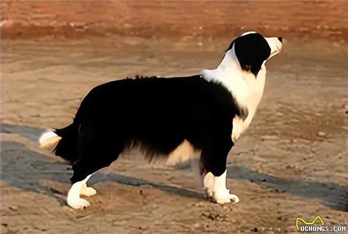 边境牧羊犬方方面面的知识