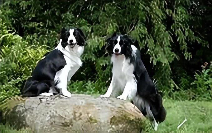 边境牧羊犬方方面面的知识